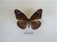 藏品(異紋紫斑蝶)的圖片